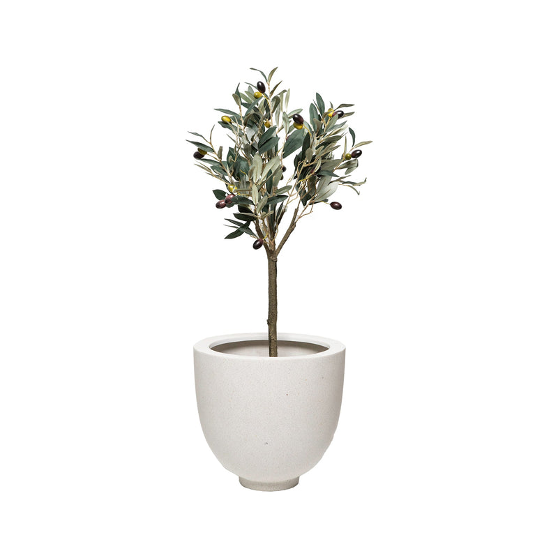 3 Ft Potted Olive Tree