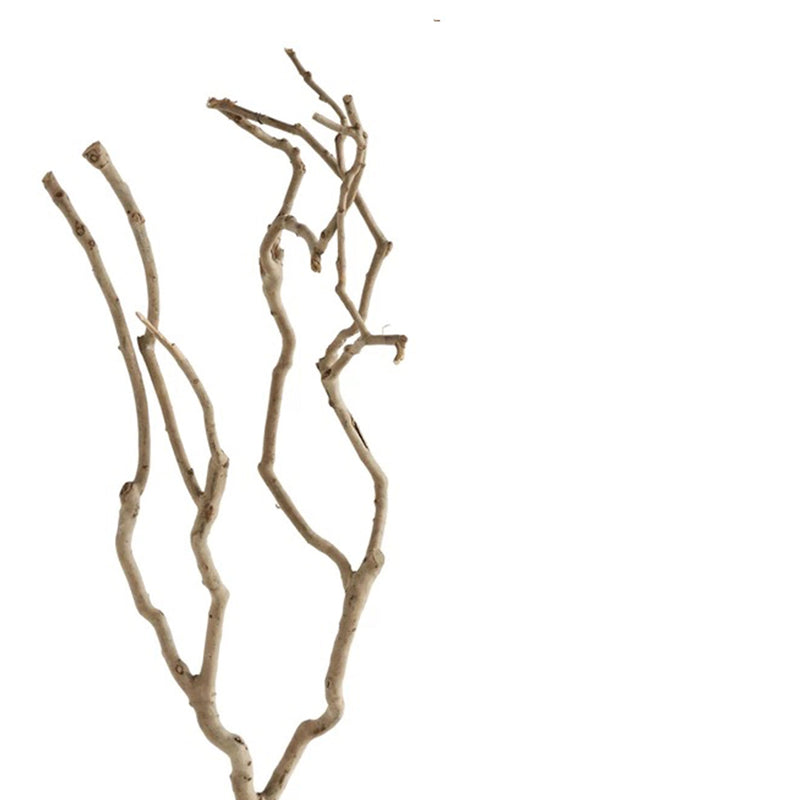 Tea Tree Branch